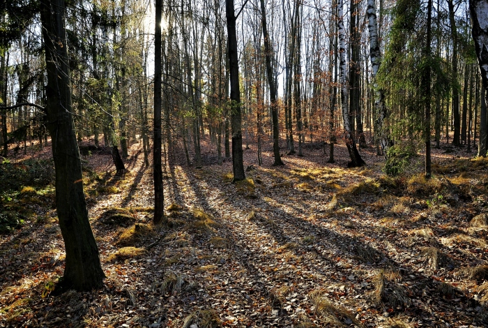 Listopadový les. Kousek za Ostravou.